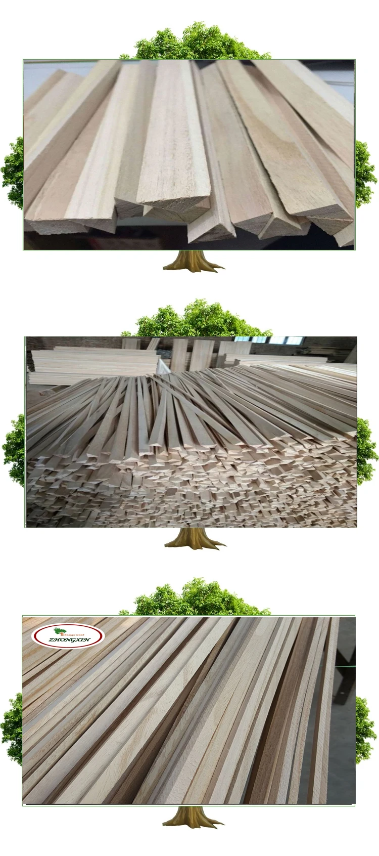 Paulownia-3 