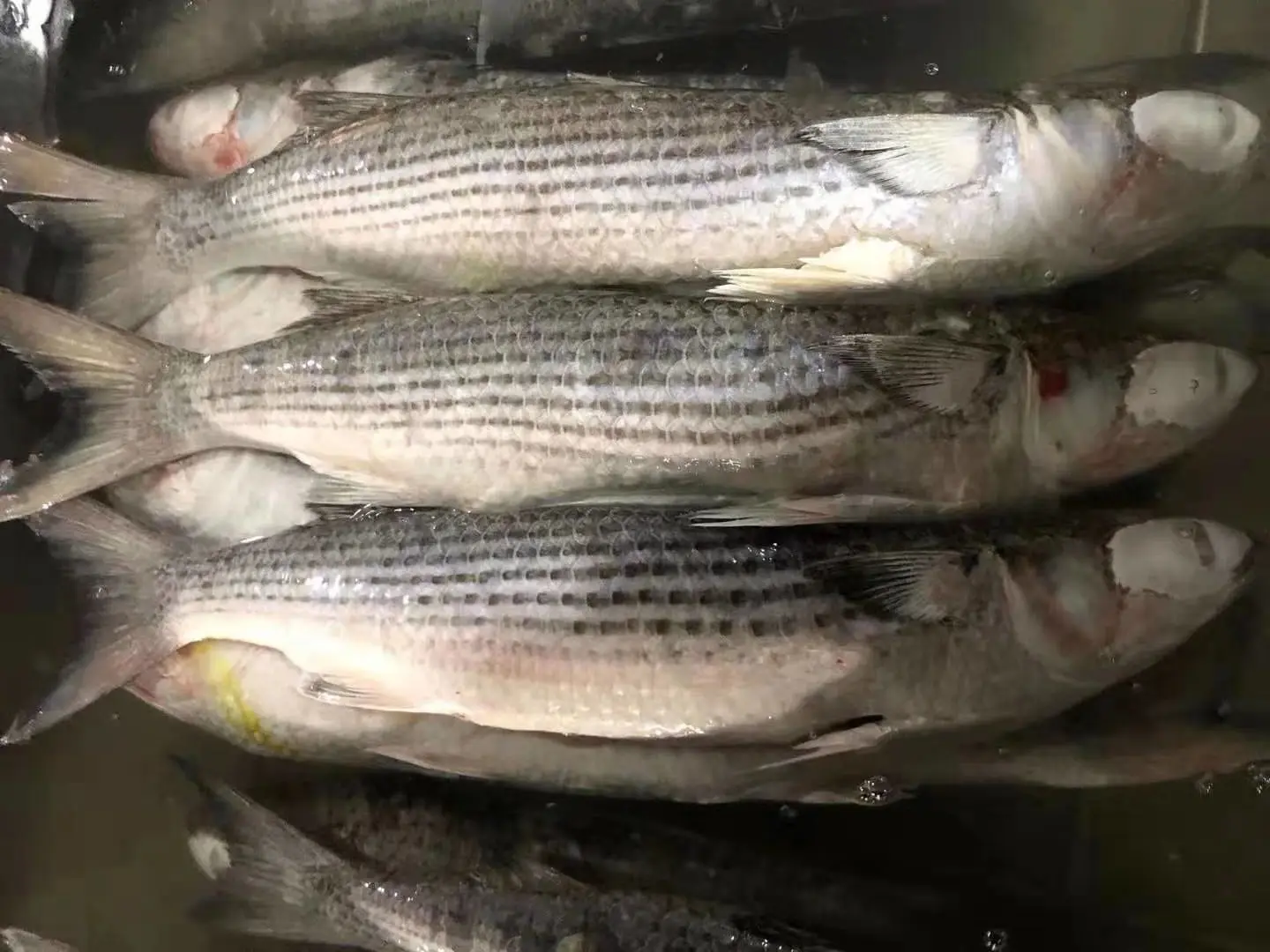 frozen seafood grey mullet fish
