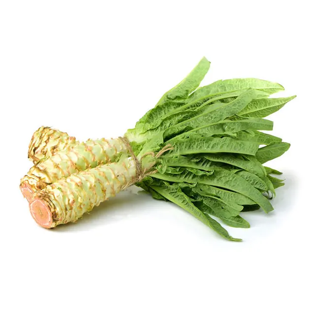 Hot sales finely processed fresh vegetables green longleaf lettuce
