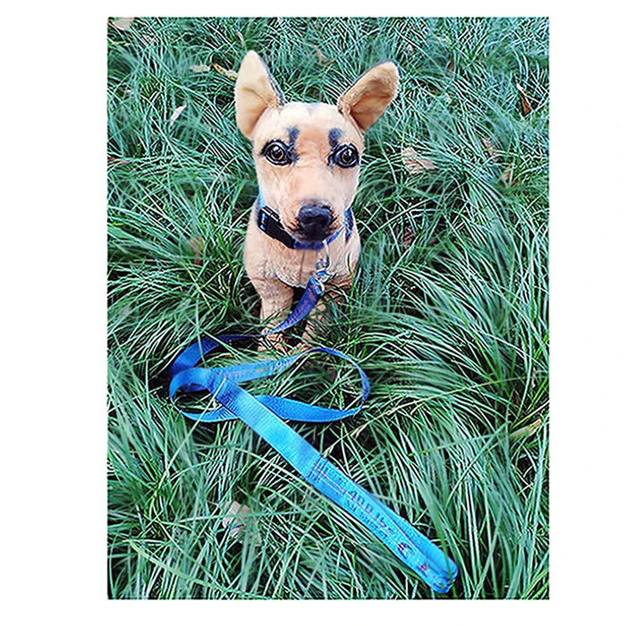 

white dog leash,5 Pieces, 8 colors