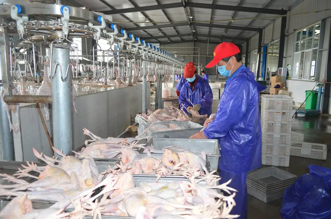8000chicken Per Hour Slaughtering Equipment Slaughterhouse For Poultry Buy Slaughtering
