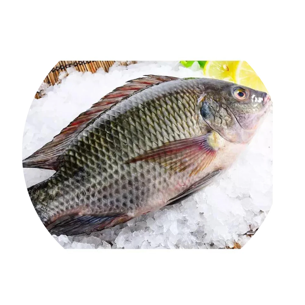 Wholesale Price Frozen Tilapia Fish Frozen Whole Round Fish Red Tilapia