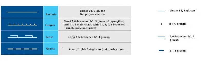 beta glucan source.jpg