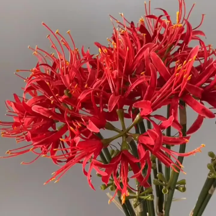 Wholesale Artificial Red Spider Lily Flowers for Weddings