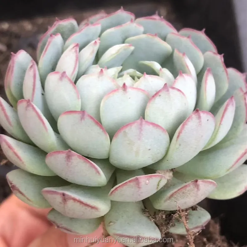 Rose Succulent Plants Echeveria Real Natural Indoor Plant For Nursery 