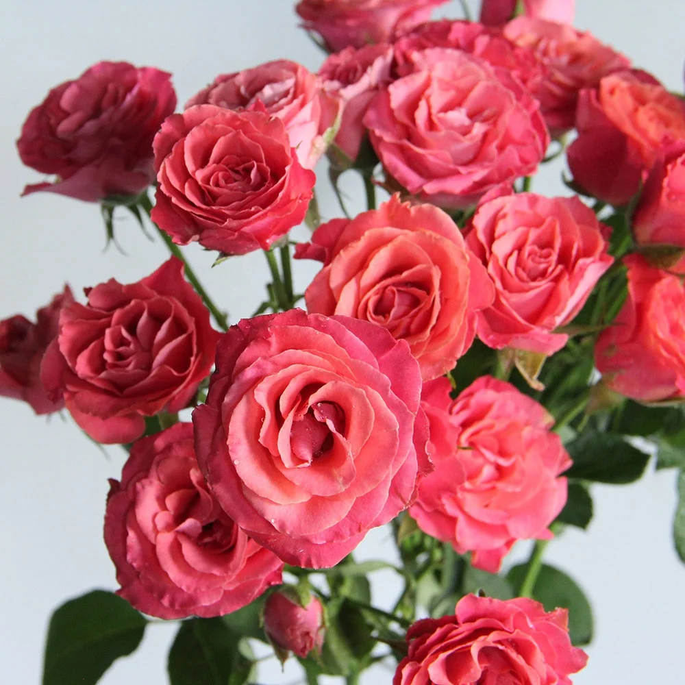 Kunming China Fresh Cut Rose Directly From Farm Fresh Rose Flower