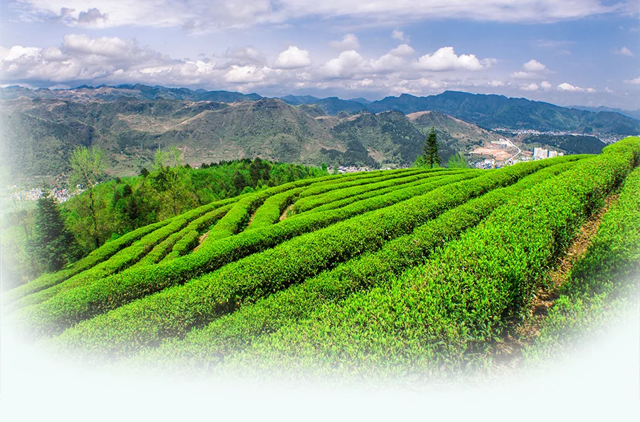 Chinese Famous Wholesale Natural Longjing Spring Green Tea - 4uTea | 4uTea.com