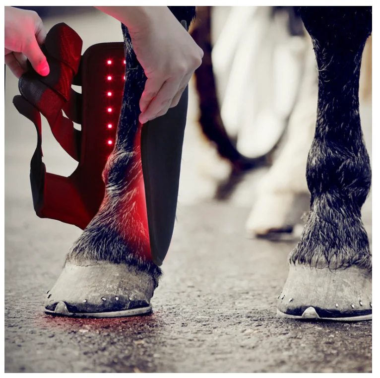 660nm 850nm Equine Care Near Infrared Light Device Horse Care Equine