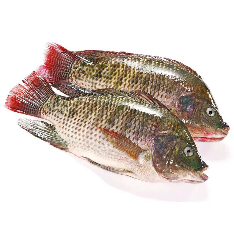 wholesale black tilapia fish frozen competitive price frozen