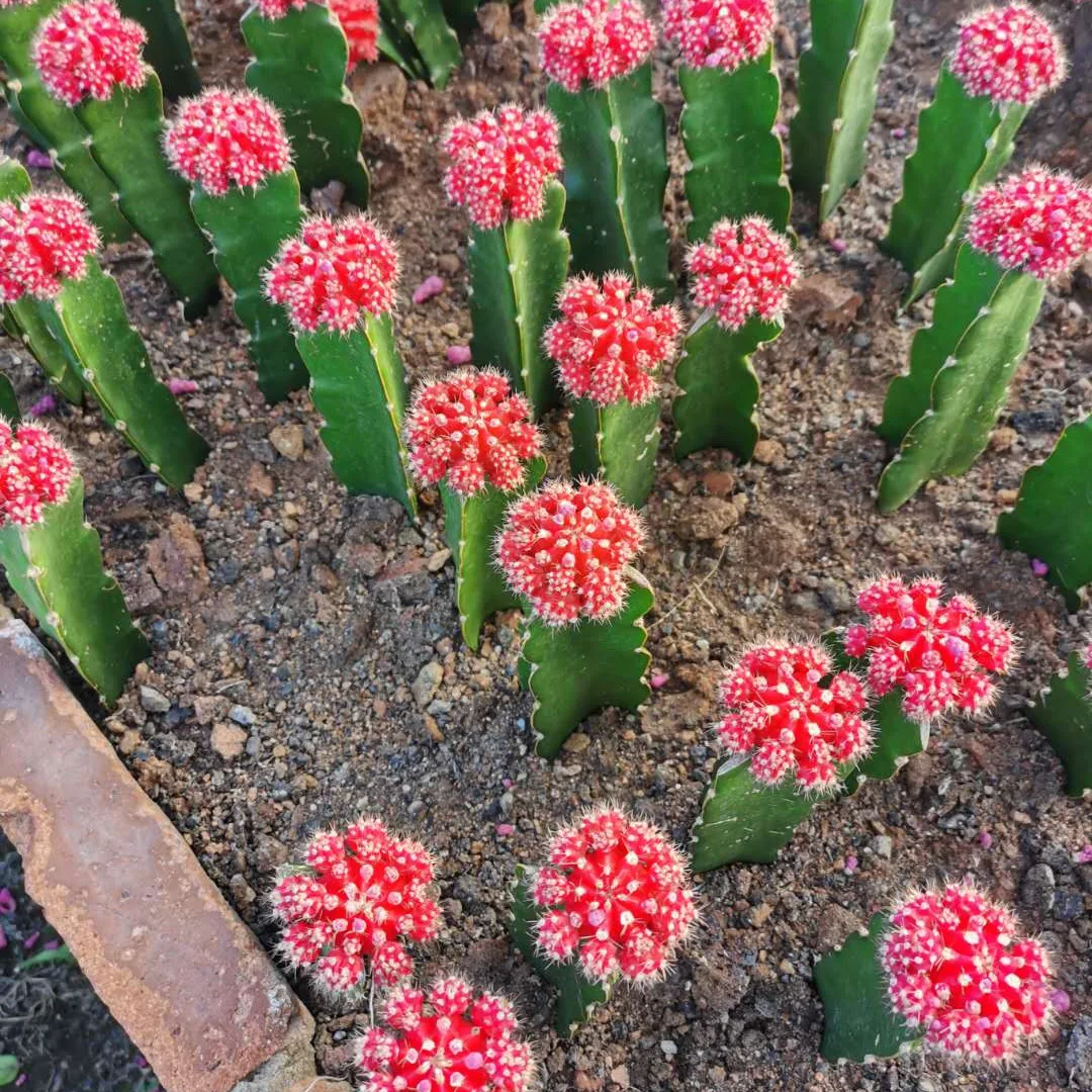 
Wholesale cactus live plant Min Grafted moon grafted Cactus Bonsai for nursery 