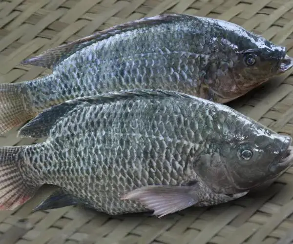 High Quality Frozen Tilapia Gutted Scaled Iqf Ivp Iwp High Grade Tilapia Fillet Gutted And