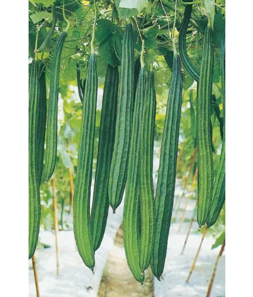 
Green long hybrid luffa sponge gourd seeds 