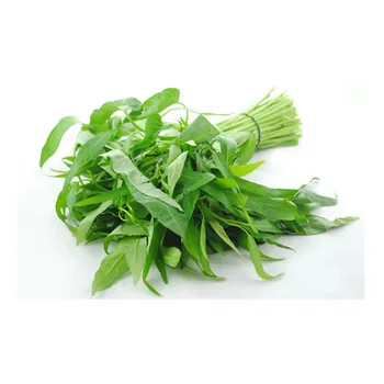 factory supply water spinach/ipomoea aquatica/water morning