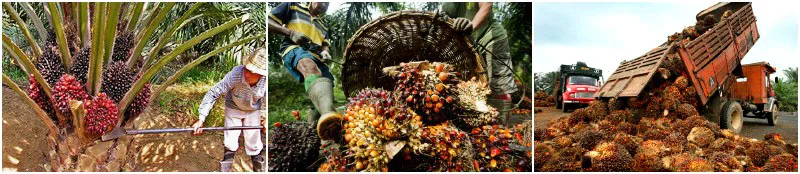 Full set FFB Palm oil production line