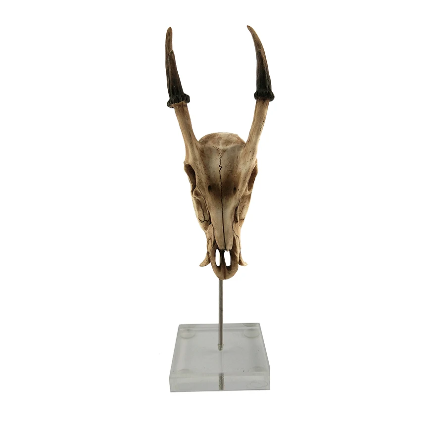 Dinosaur Museum Quality Artificial Animal Skull  Creative Sheep Head Skeleton Head Skull details