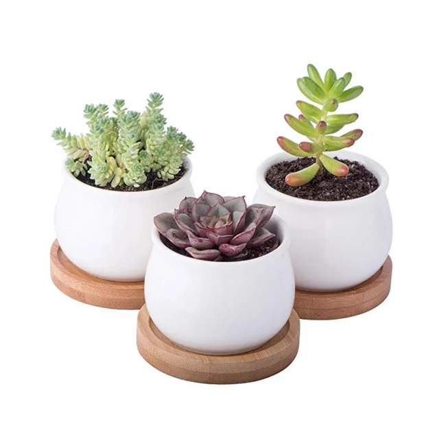 succulent pot with saucer.jpg