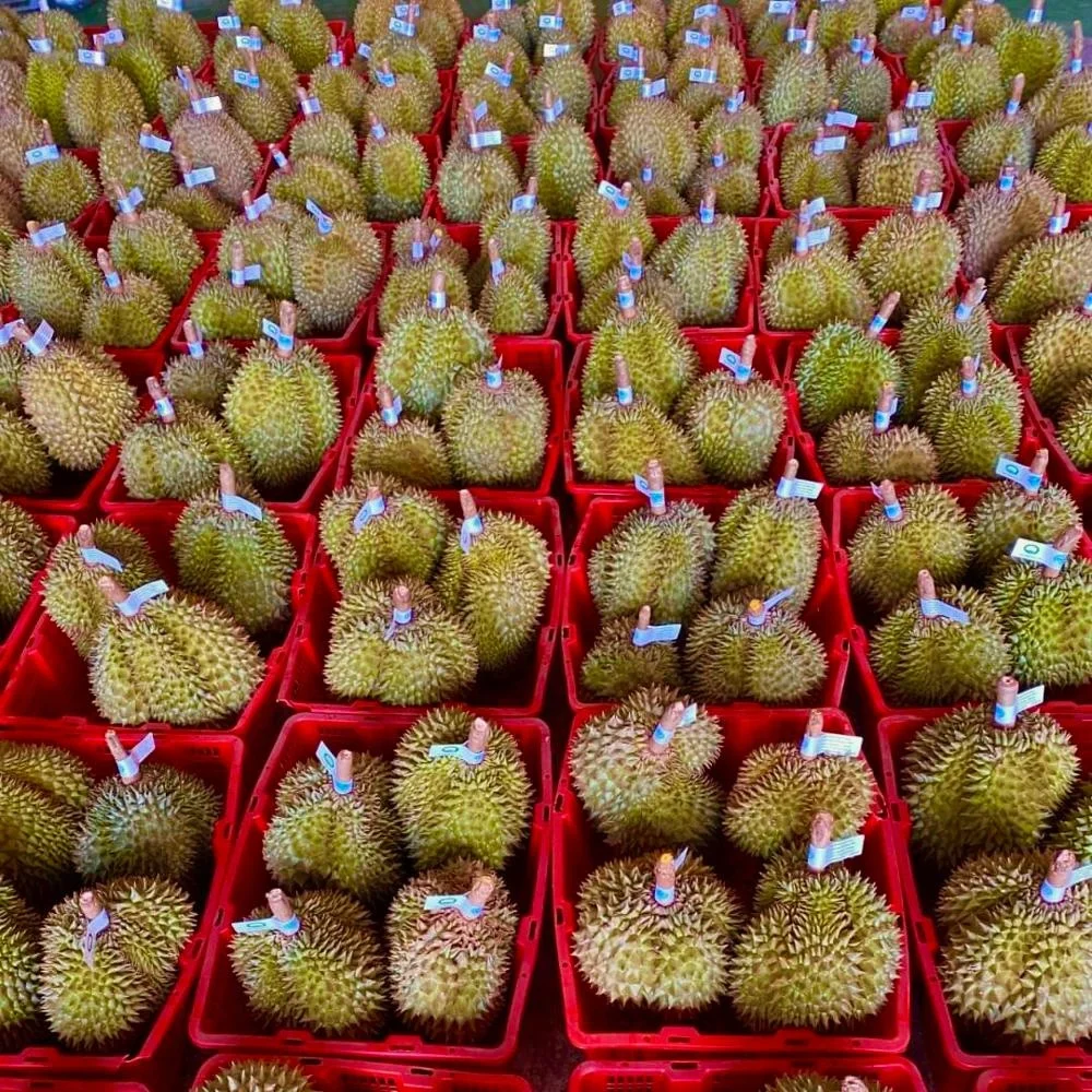 
Premium Quality Monthong from Thailand Fresh Durians 