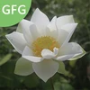 Hot Sale Beautiful High Germination Rate Nelumbo SP. Flower Bulb Lotus Seeds for Garden