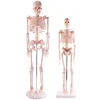 Human skeleton model 85cm Teaching equipment Biological model Teaching human bones model
