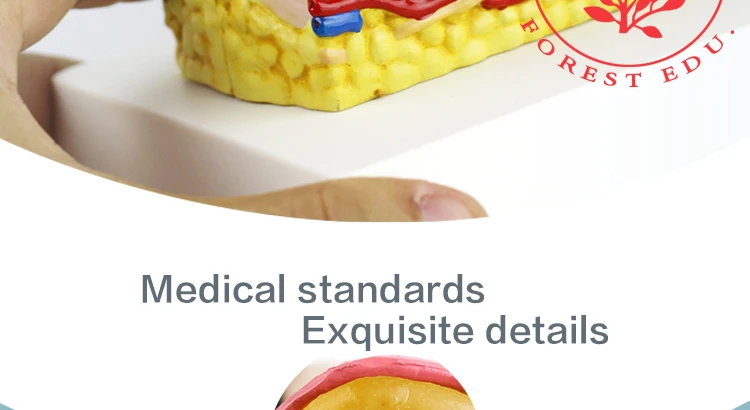 3  Dog Skin Model.jpg