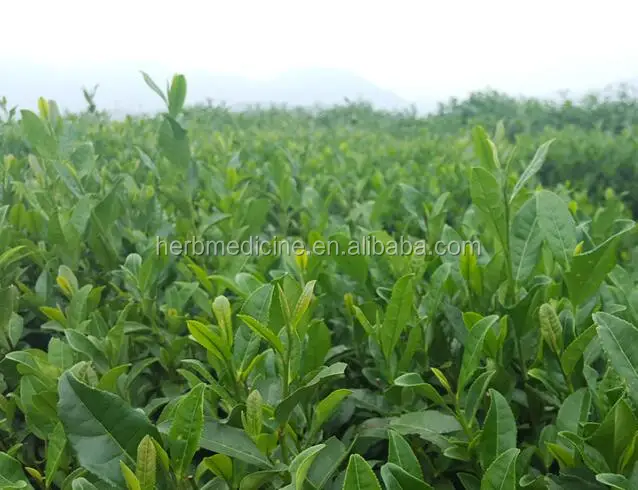 High quality mixed tea Osmanthus blossoms Longjing green tea dragon well - 4uTea | 4uTea.com