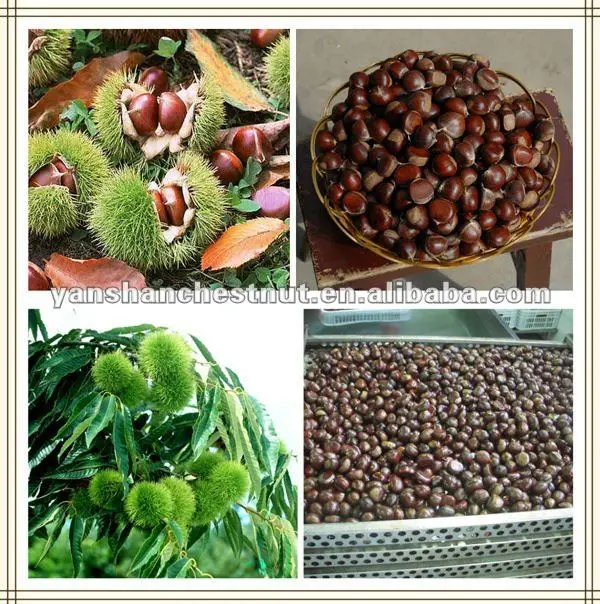 best halal chestnut.jpg