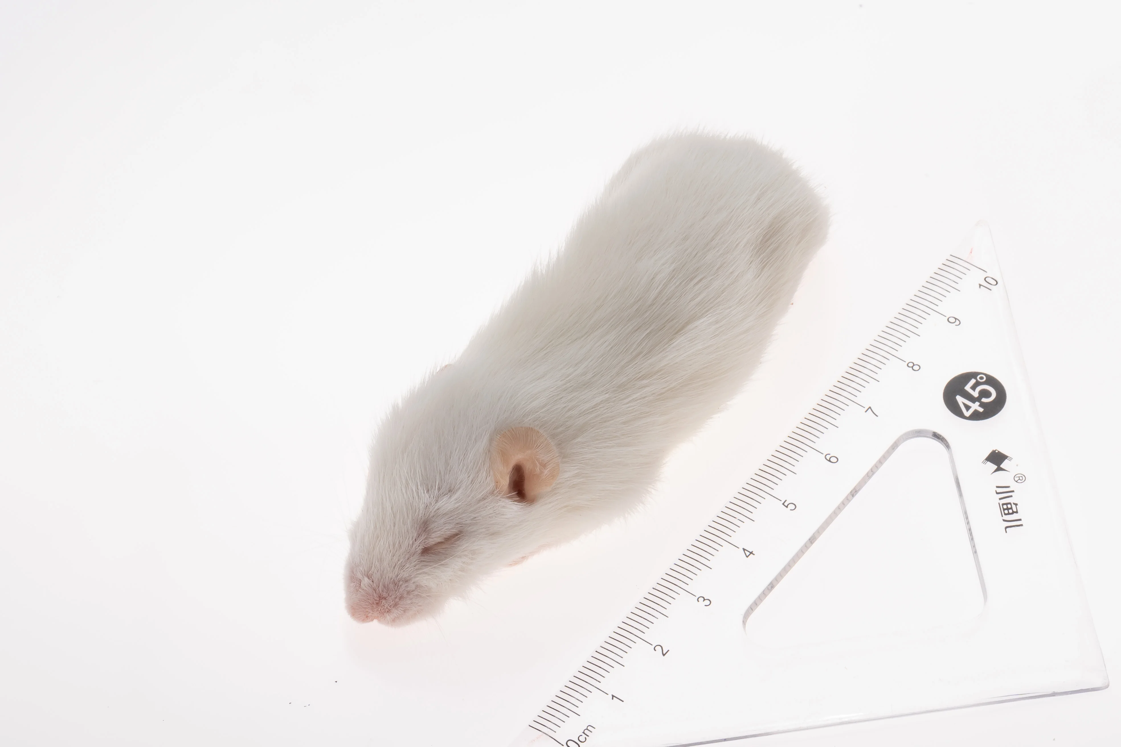 Pinky Mice For Pet Snakes,Lizards,Frogs,Turtles,Crocodiles,Foxes,Hawks