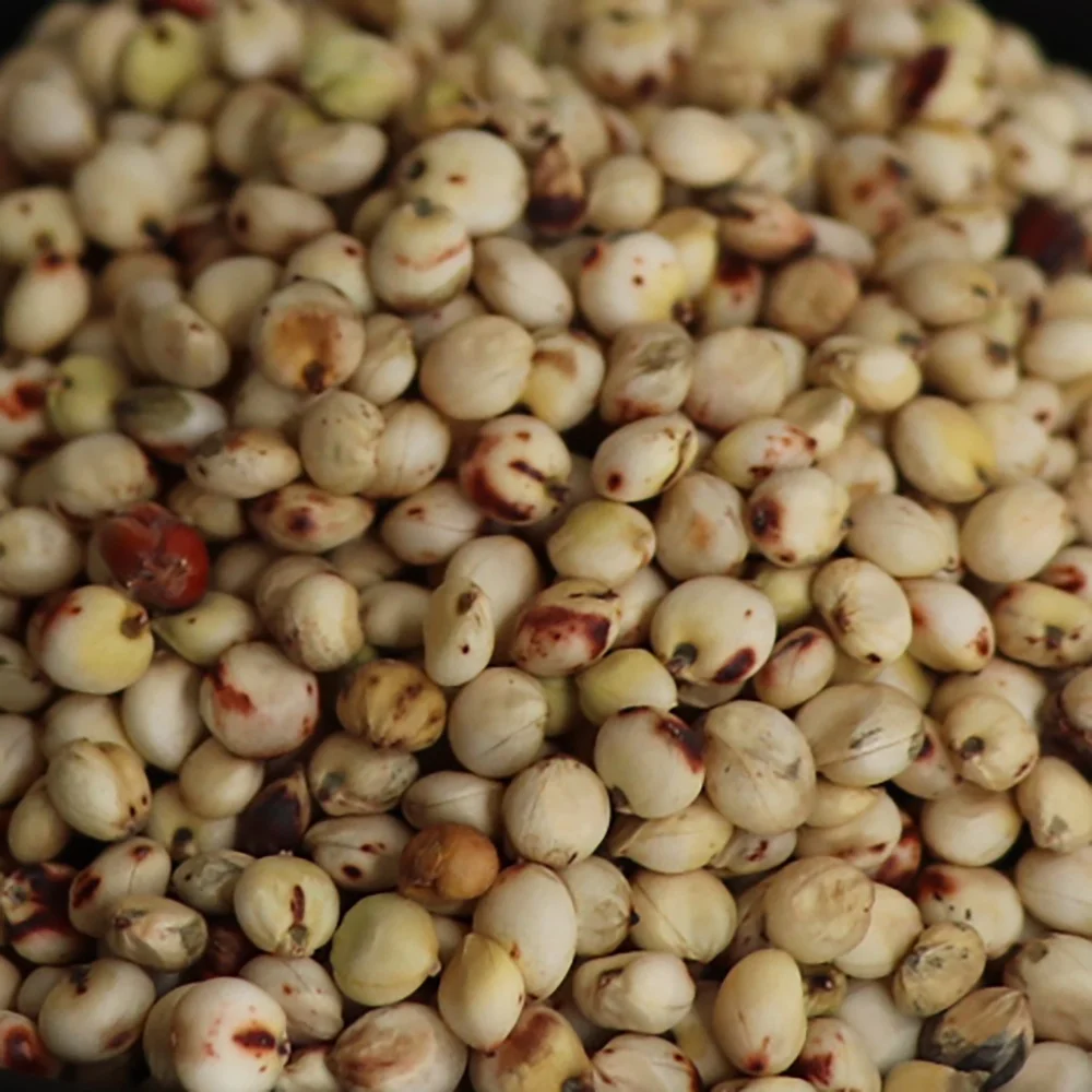 thumbnail image 2 of Red Milo Grain Sorghum Seeds – 150+ Organic Non-GMO – Free Shipping – Womack Farm 2 of 5