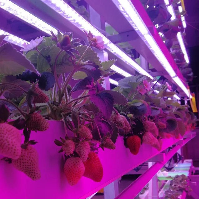 LED GROW LIGHT FOR GERMINATION DESIGN FOR HYDROPONIC CONTAINERS