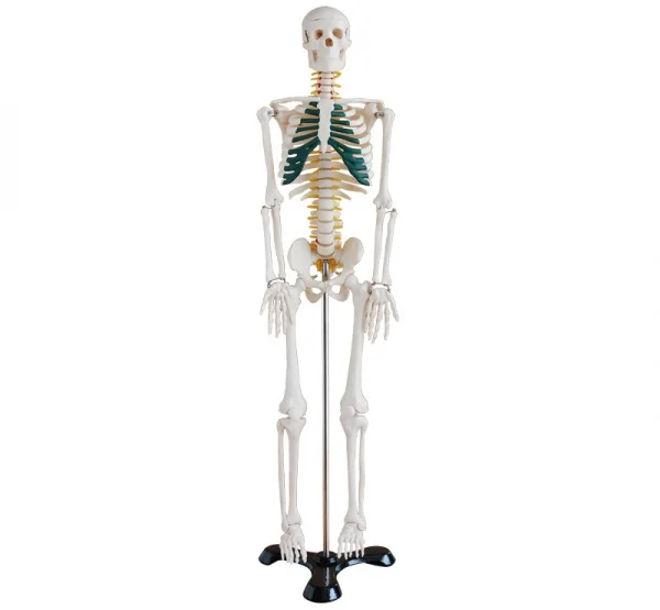 jukbeen vrije tijd kalligrafie Human Skeleton For Sale With Nerve Model 85cm - Buy Real Human Skeleton For  Sale,Skeleton Nerve Model,Skeleton For Sale Product on Alibaba.com
