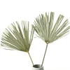 2019 Hot factory decorative stabilized plants palm leaf home decoration dried palm leaf