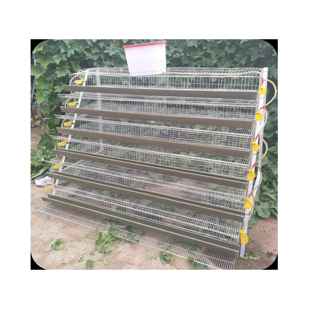 laying quail cages type