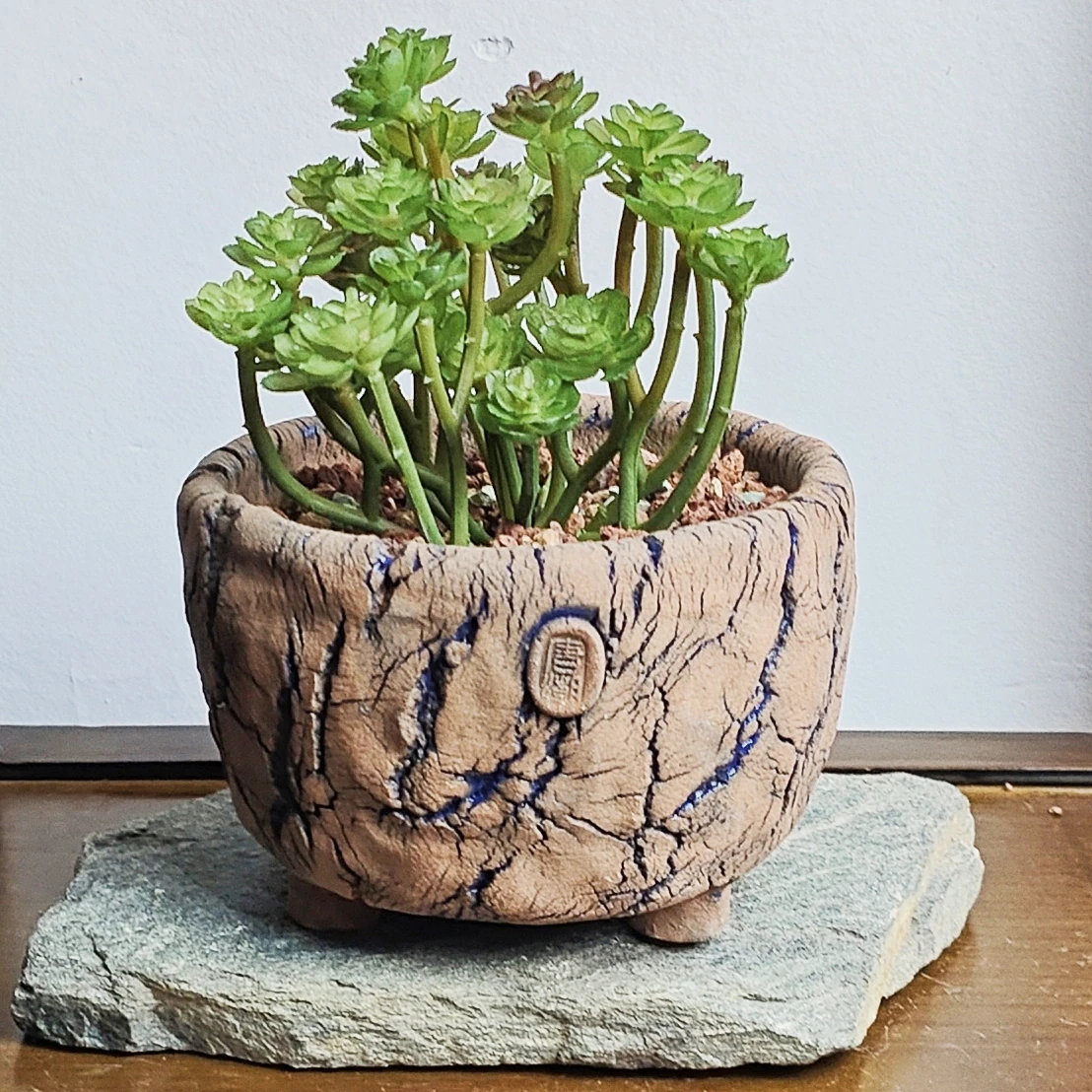 Wholesale Modern Home Garden Tabletop Decoration Succulent Pot Custom