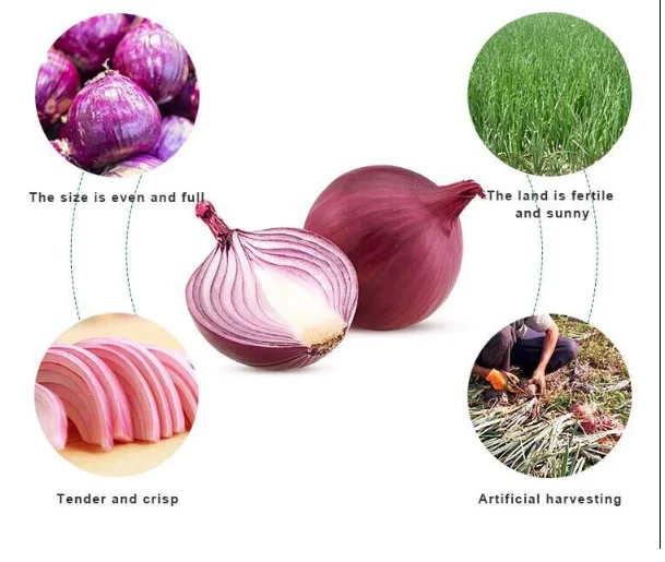 Bawang Merah Onion Price 1kg For Malaysia Bawang Bombay