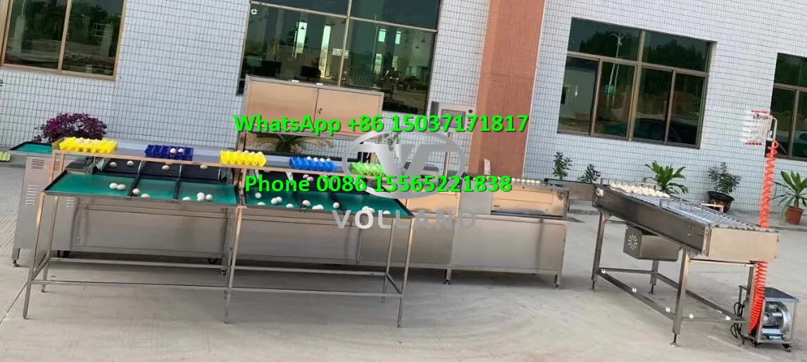 electronic egg grader12.jpg