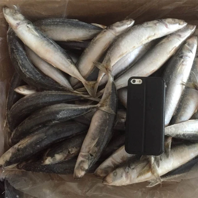 高标准的优质鱼马鲭鱼新鲜鱼片