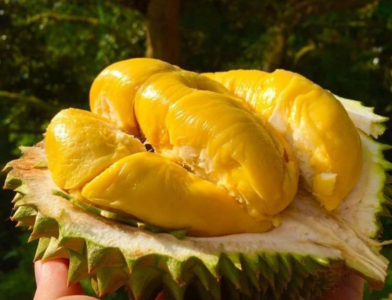 Common Crop Fresh Durian Fruit From Vietnam Wholesale Durian Fresh