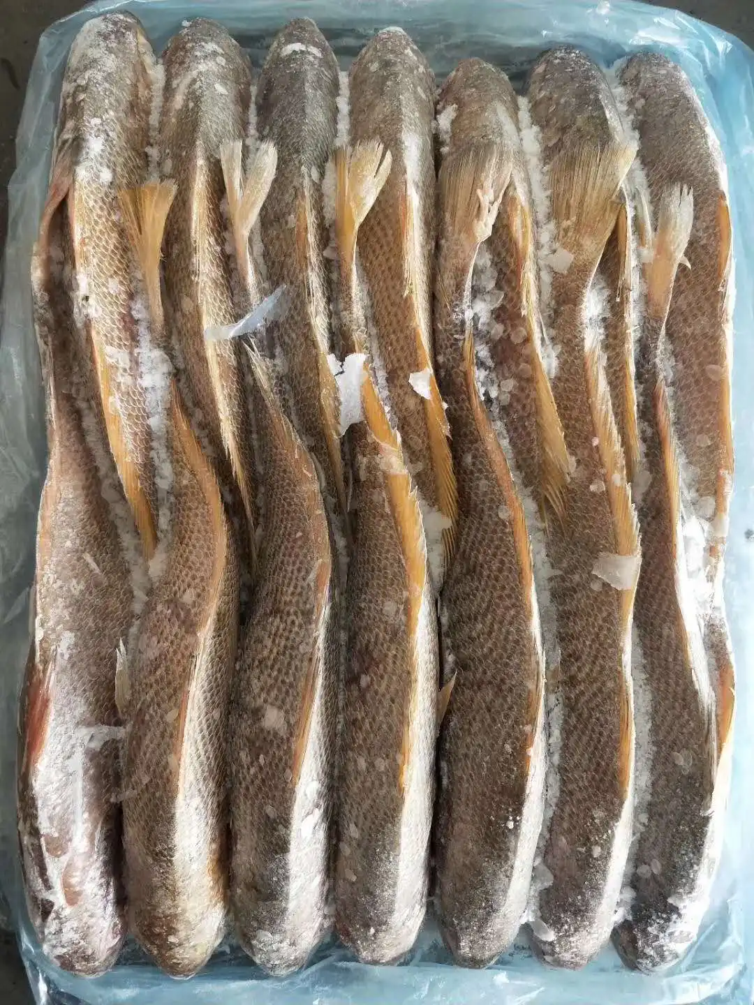 frozen yellow croaker 4.jpg