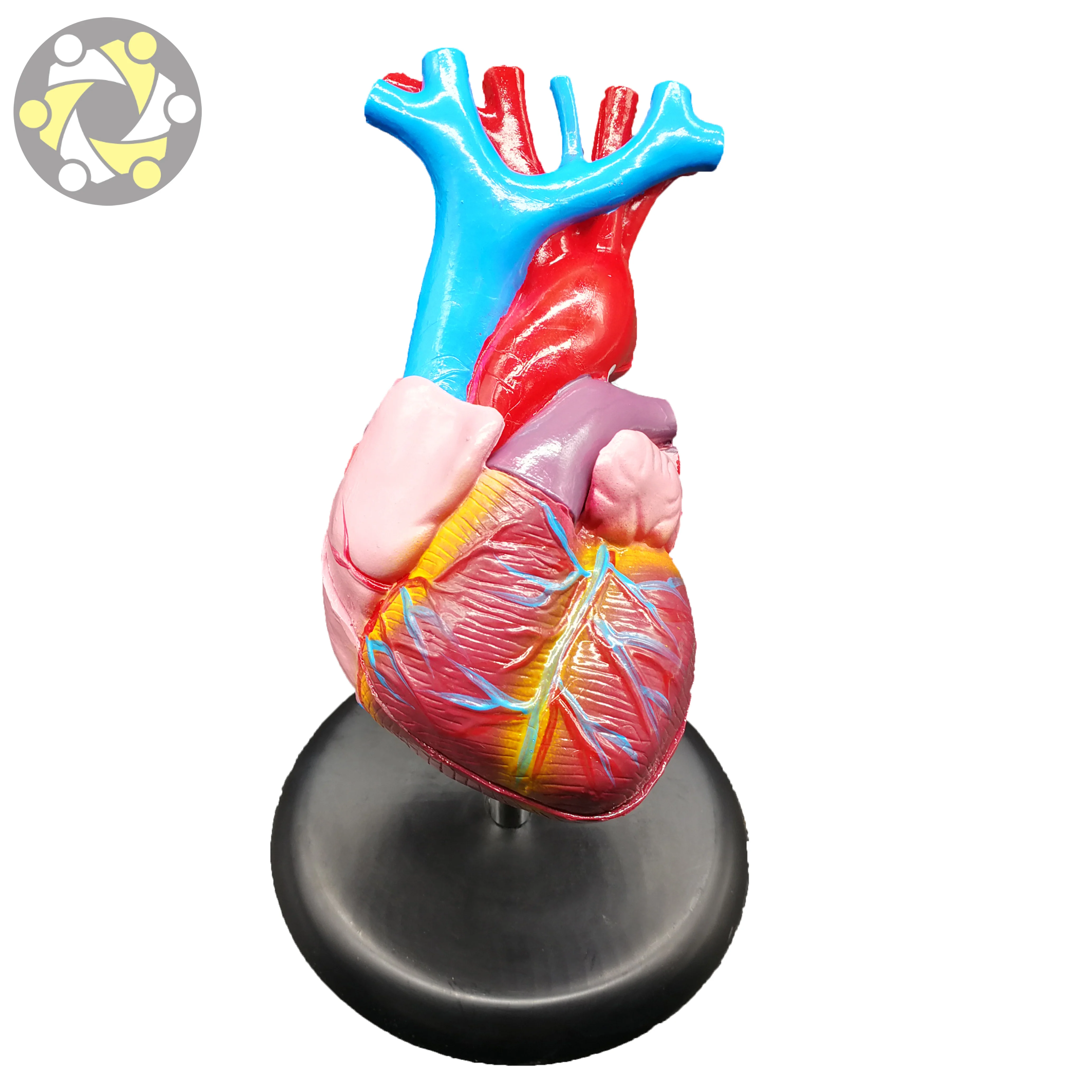 Anatomical model of heart