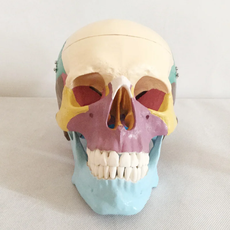 product teaching resources medical science colorful natural size human skull model oral cavity with anatomy detachable fixed bone model-2