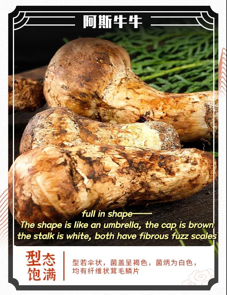 Wholesale Wild Fresh Tricholoma Matsutake Frozen Mushroom Natural