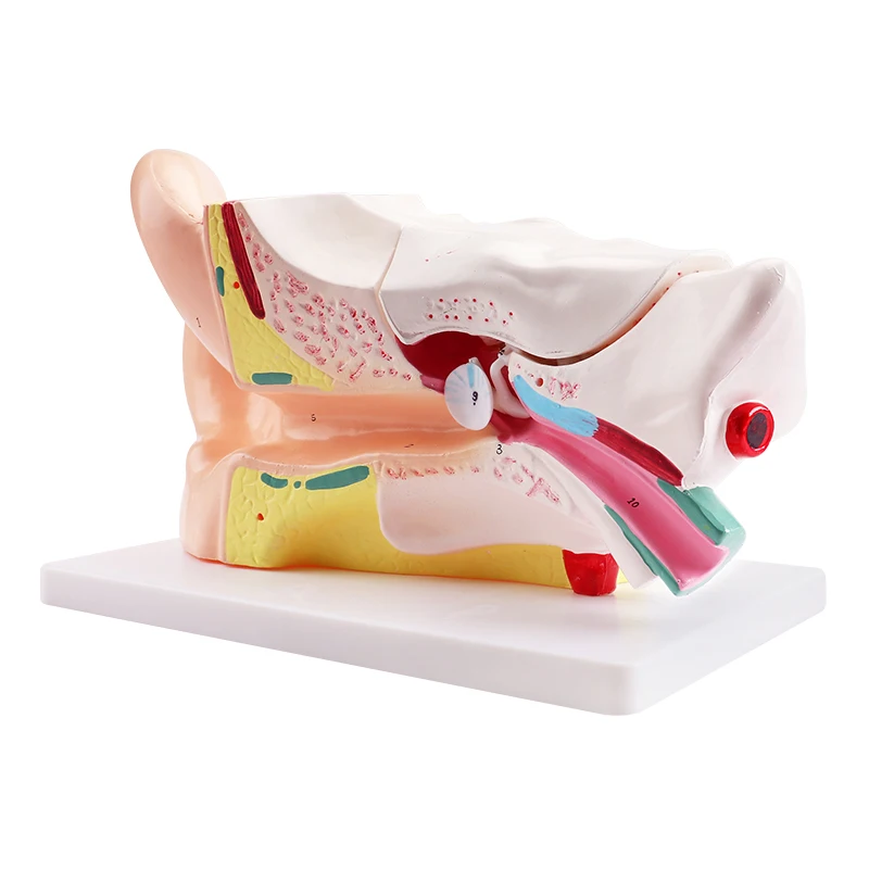 Human Anatomy Models For Sale Anatomy Human Body In Cubic Shape Model