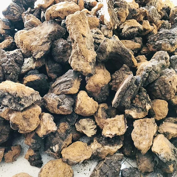 high quality wholesale organic natural russia chaga mushroom