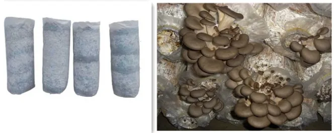 mushroom bagging