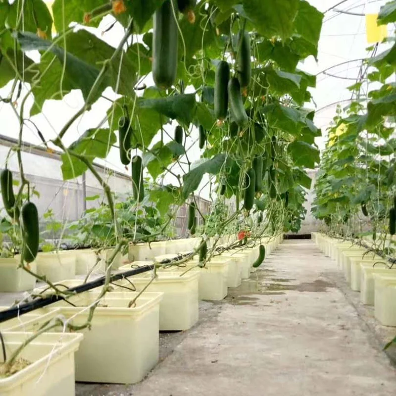 dutch bucket hydroponic system