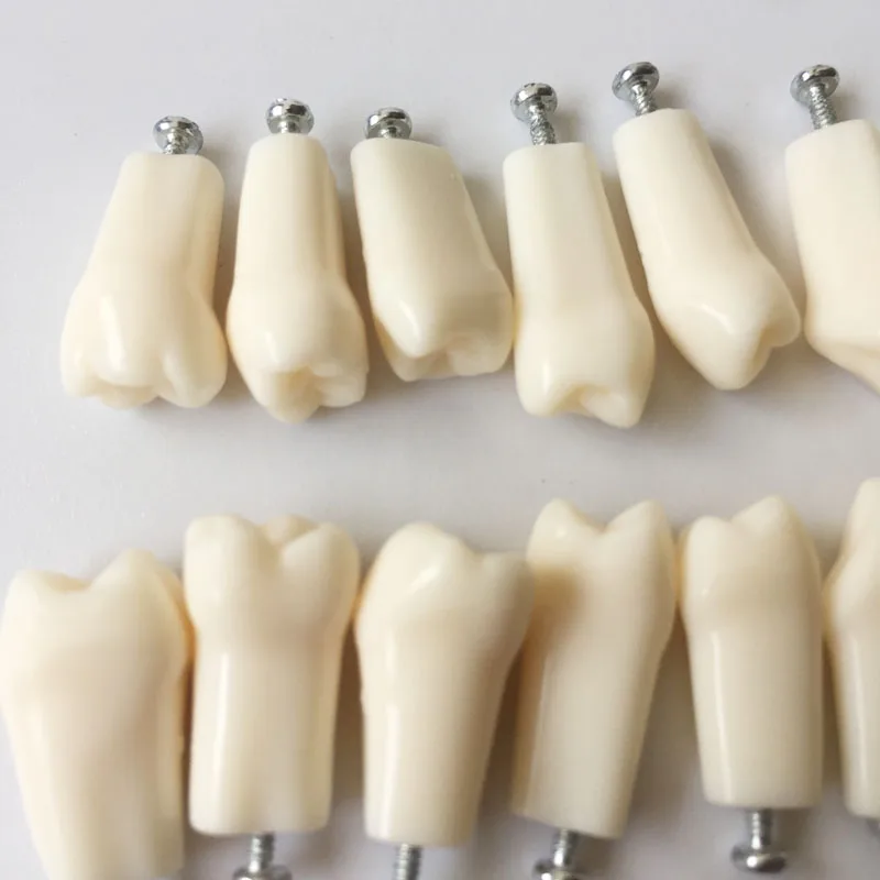 Permanent Teeth With Straight Roots For Sf Dental Study/dental Teeth
