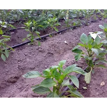 Agricultural Polytunnel Nursery Greenhouse Irrigation Systems Agricultural Polytunnel Nursery