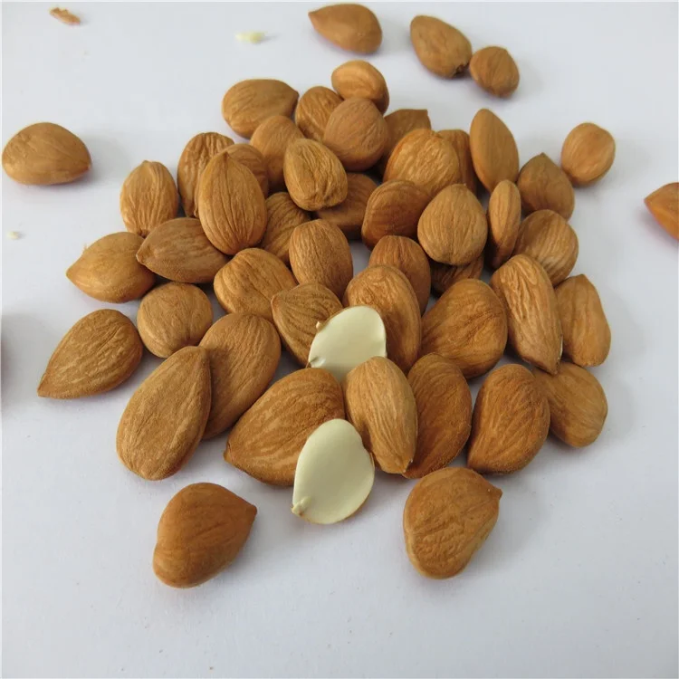 
Dried Style and Raw Processing Type apricot kernel seed 
