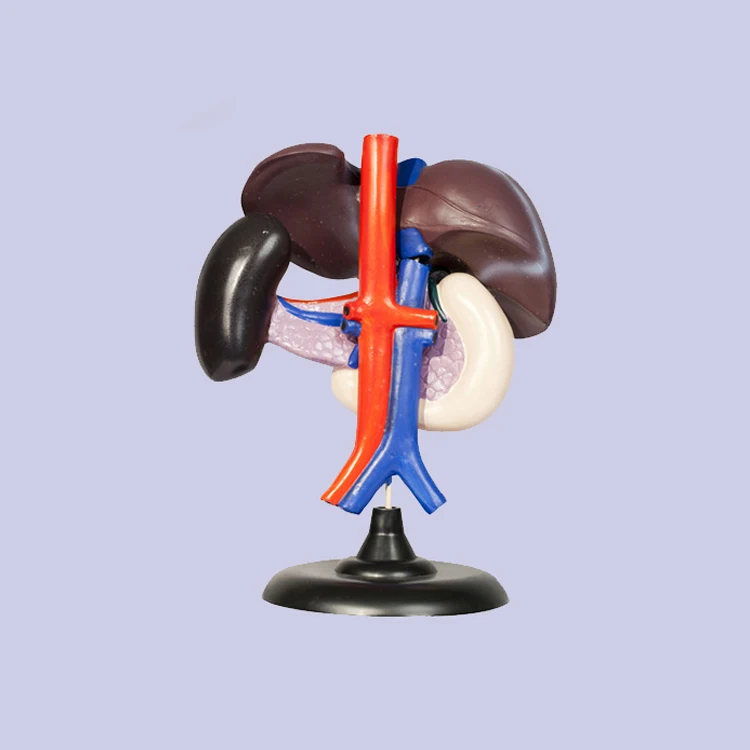 Life Size Human Anatomy Liver Pancreas And Duodenum Model Surgery Medical Display