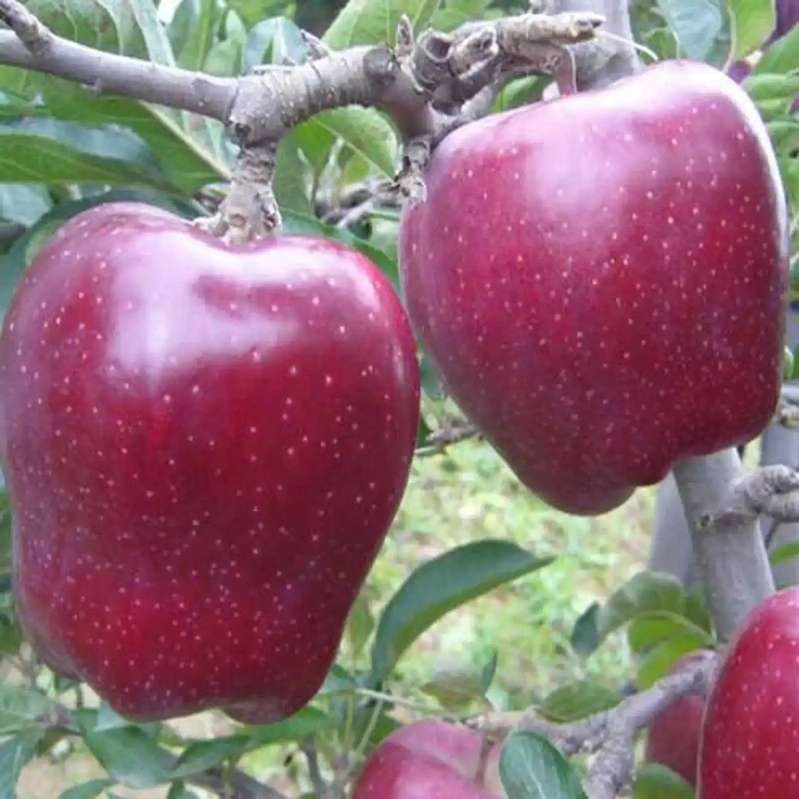 new season huaniu apple red star apple gala appl